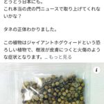 海外から送られてくる謎のタネの正体は樹木に触れた者に重い火傷を負わせるジャイアントホグウィードか。